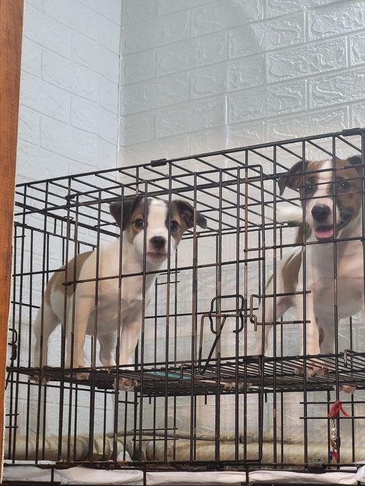 Джек рассел терьер