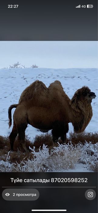 Түйе сатылады бесіктінікі