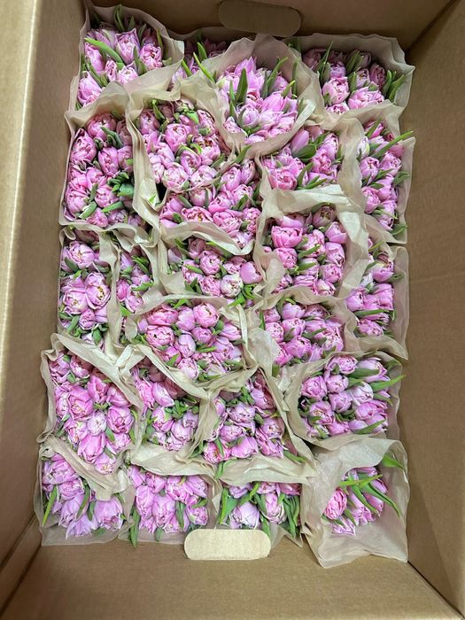 Беларусские тюльпаны