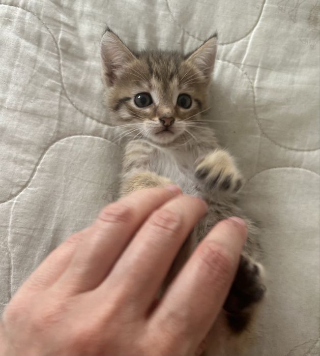 Отдам котят в добрые руки !