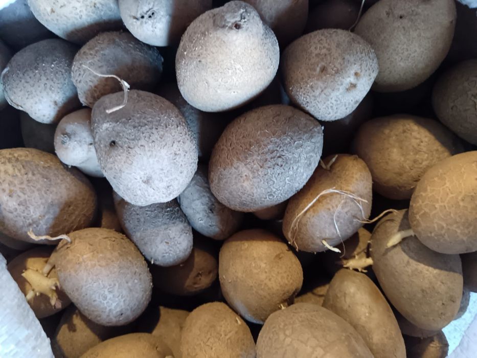 Vând sămânță de cartofi albi si rosii