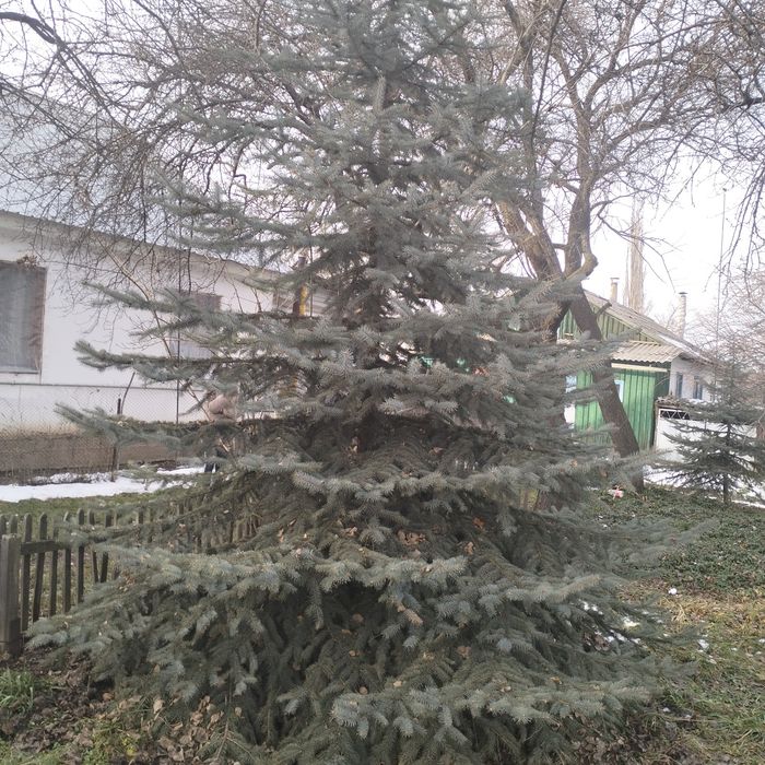 Голубые ели 15 лет