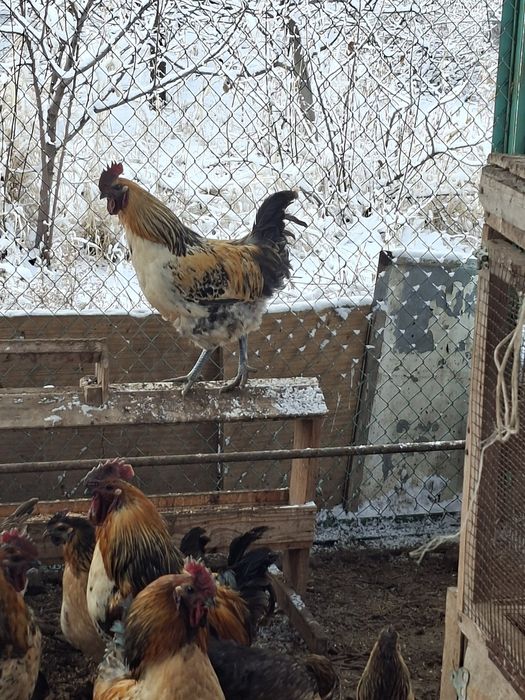 Петушки Лакедензи