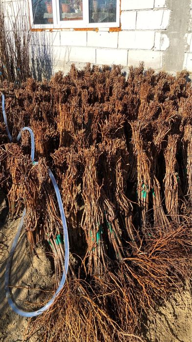 Pomi fructiferi si butasi vita de vie certificati