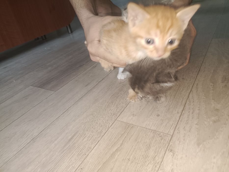 Домашние питомцы