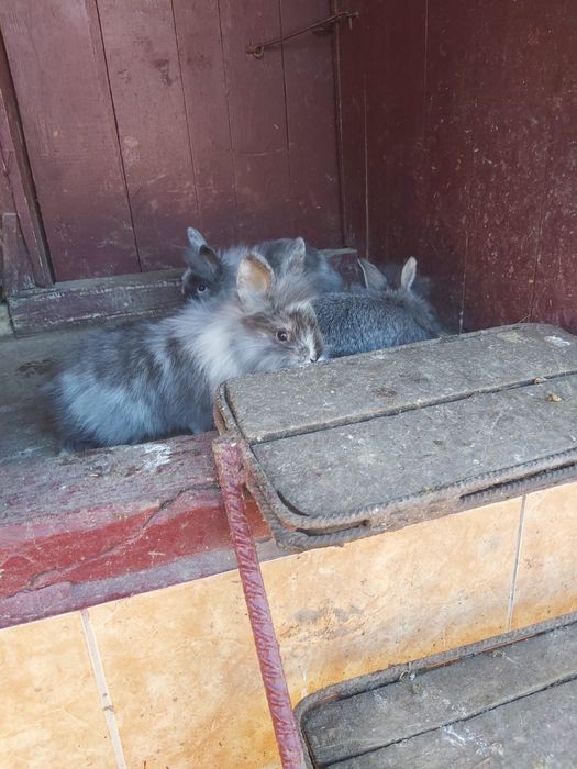 Vand iepurasi cap de leu