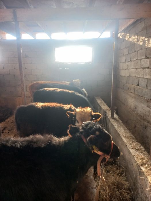 Сегіз тоғыз айлық буқалар