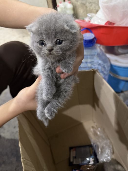 британски мушукчалар сотилади