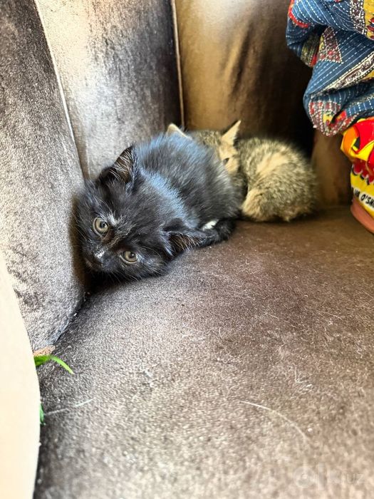 Котята отдам в добрые руки даром