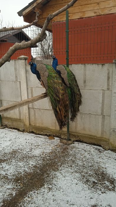 Vand ouă de paun 40 lei buc. trimit în tara ori unde