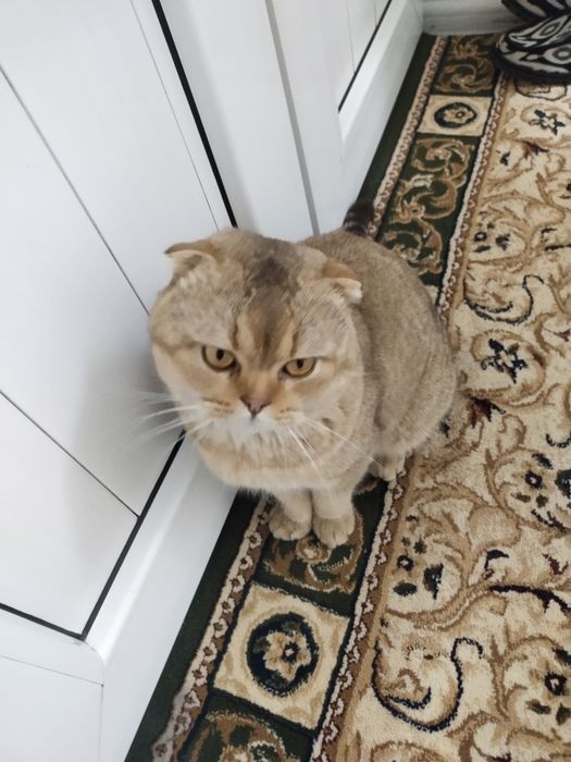 Scotish fold sotiladi