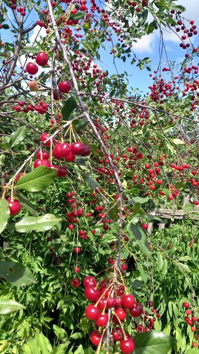 Продам дачу с/о Краснопартизанское