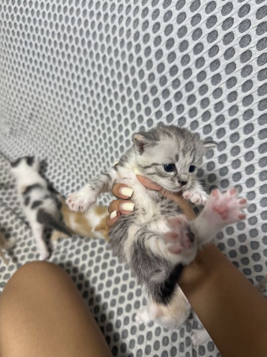 Отдам котят в добрые руки