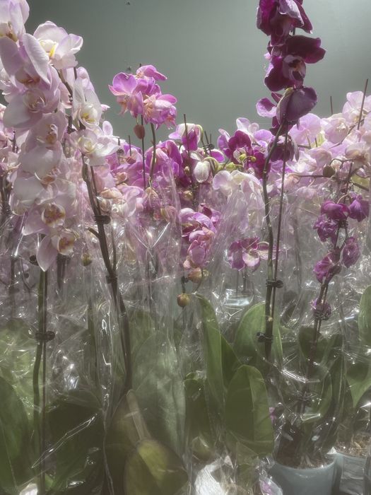 Орхидея разноцветные