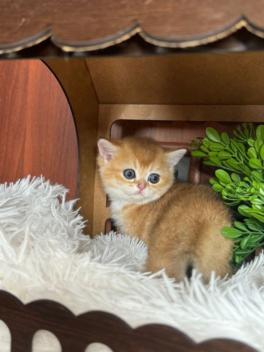 Шиншилла британская малышка