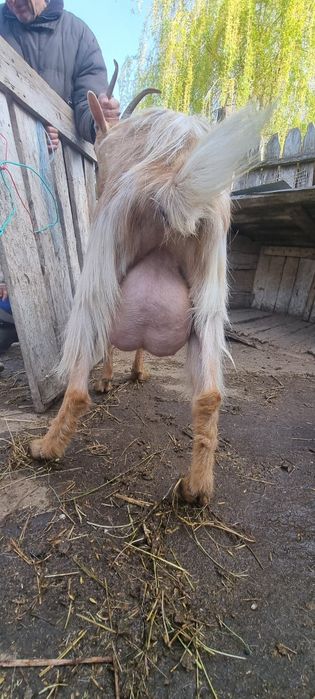 Capra de un an cu un ied (mascul)