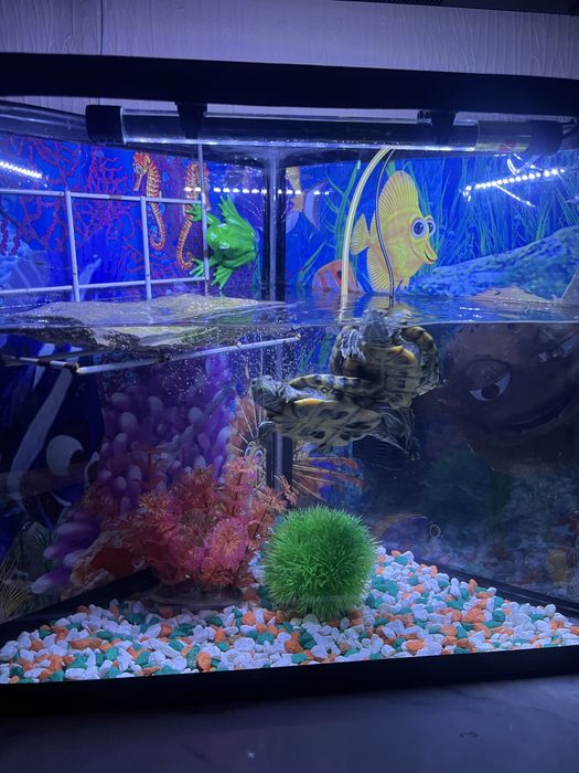 Продам красноухих черепашек