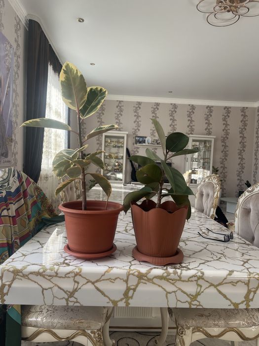 Комнатные цветы 2 штуки