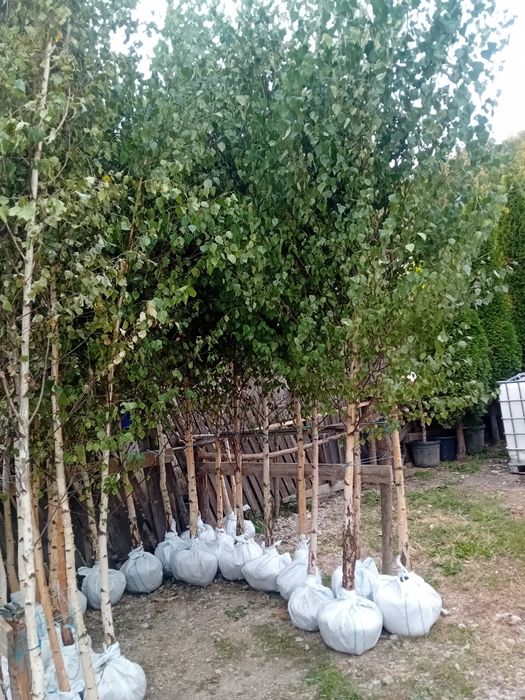 Pepinieră vând mesteacăn alb ornamental