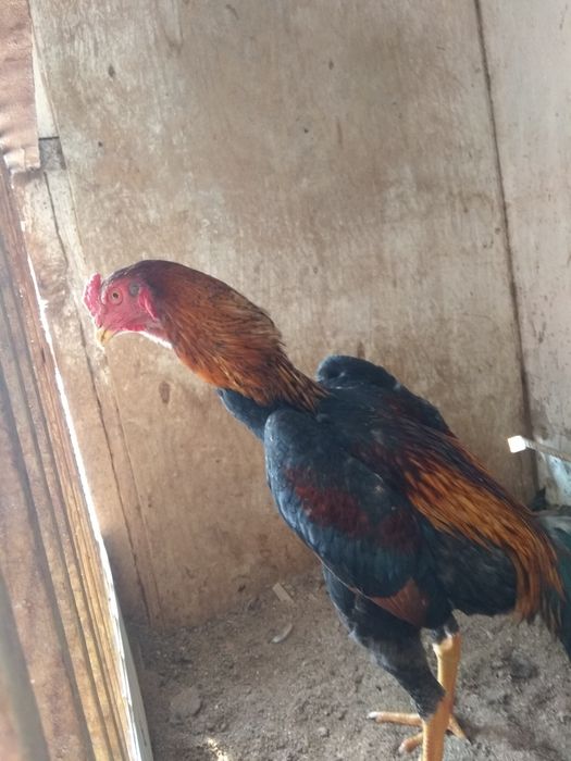 Porno uchun katta oyinchoqlar