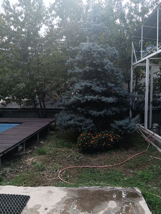 Продам ель голубую