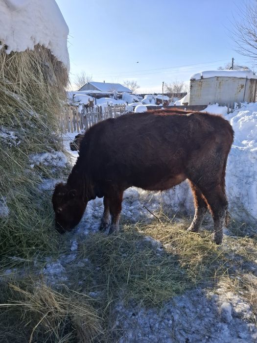 Продам бычка 2года