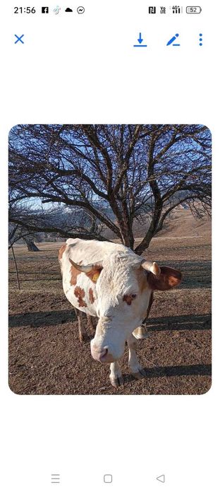 Vaci de vânzare doua vaci cu viței