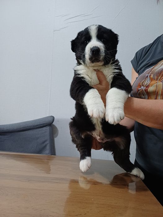 Среднеазиатская овчарка