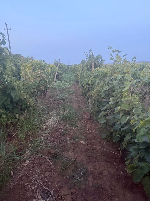 Vînd struguri merlot