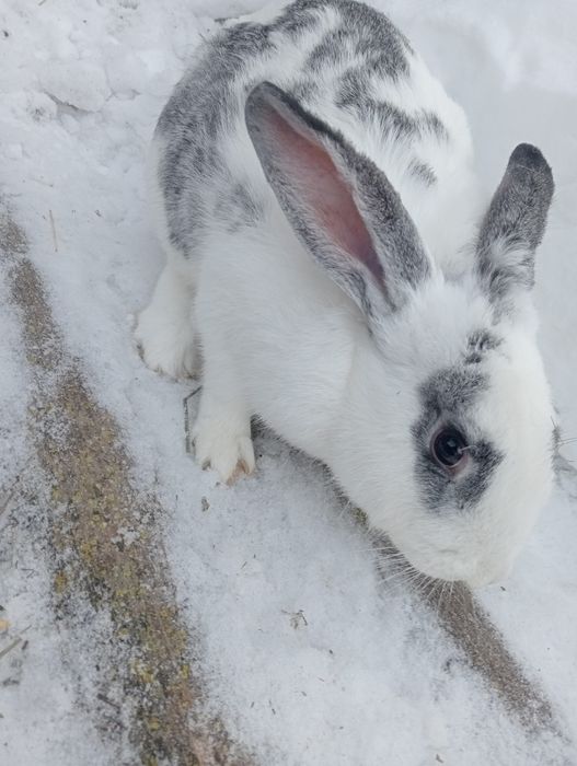Кролики помесные
