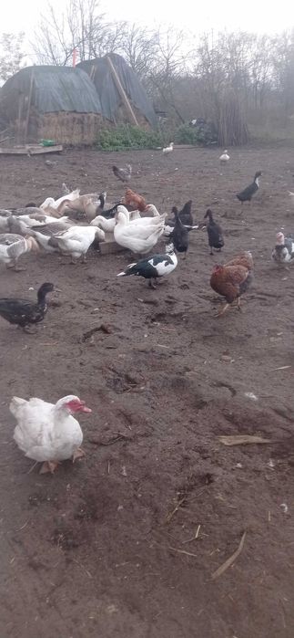 De vânzare rate mute și gaste