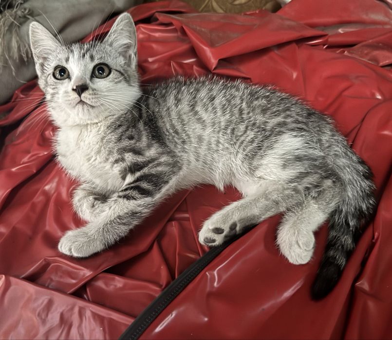 Котята в поисках дома