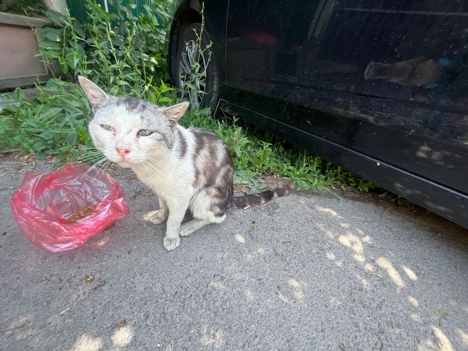 Котик ищет любящую семью