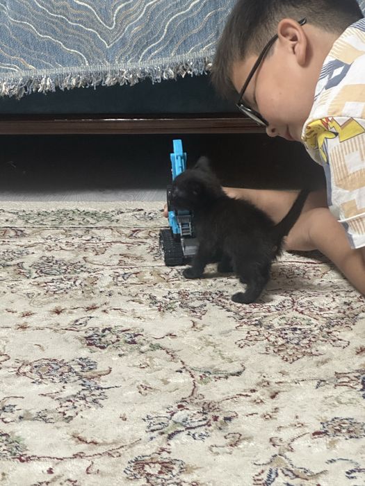 Котята, 4 девочки