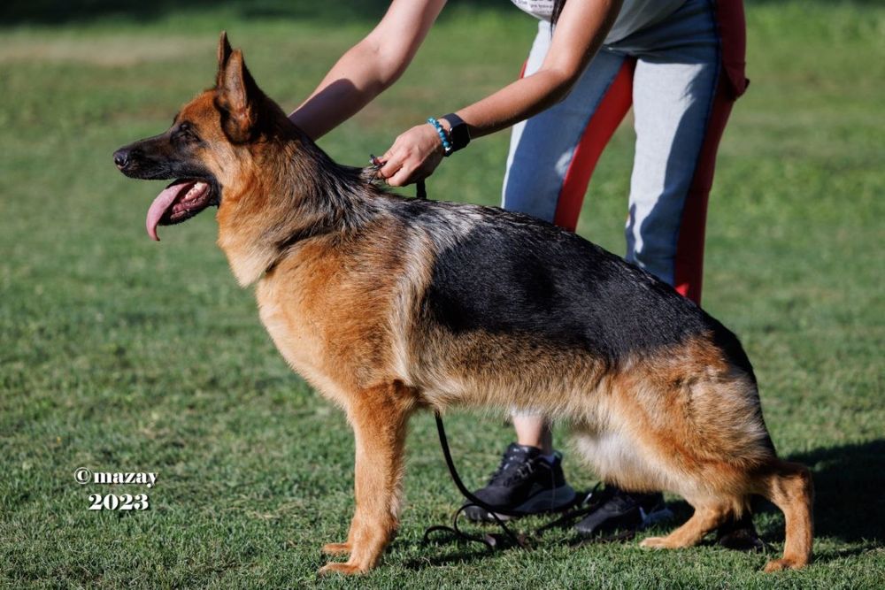 Немецкая овчарка, питомник.