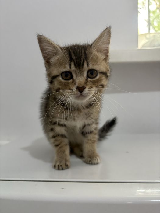 Котенок 2 месяц девочка
