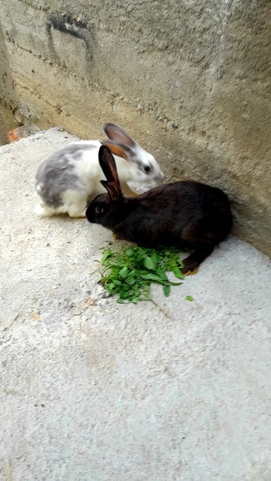 Қуйонлар  соглом 4-ойлик.