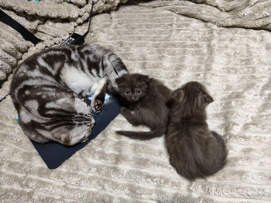 Продам котят  шотландского котёнка скоттиш фолд