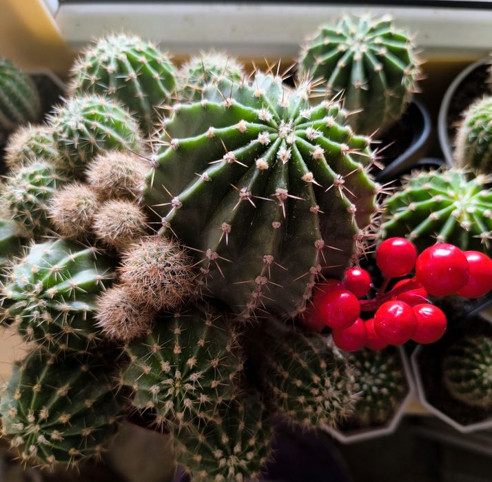 Традесканция  кактусы суккуленты