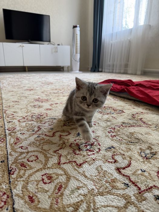 Котик шотланской породы