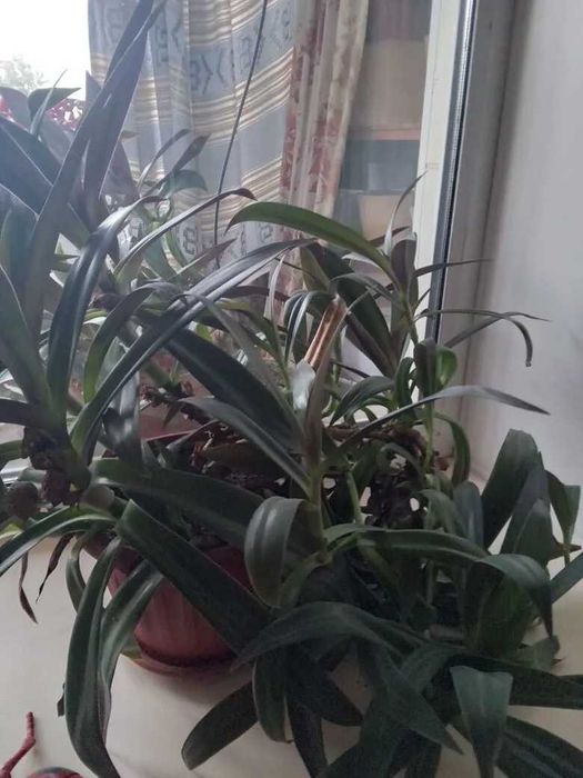 Продам комнатные цветы