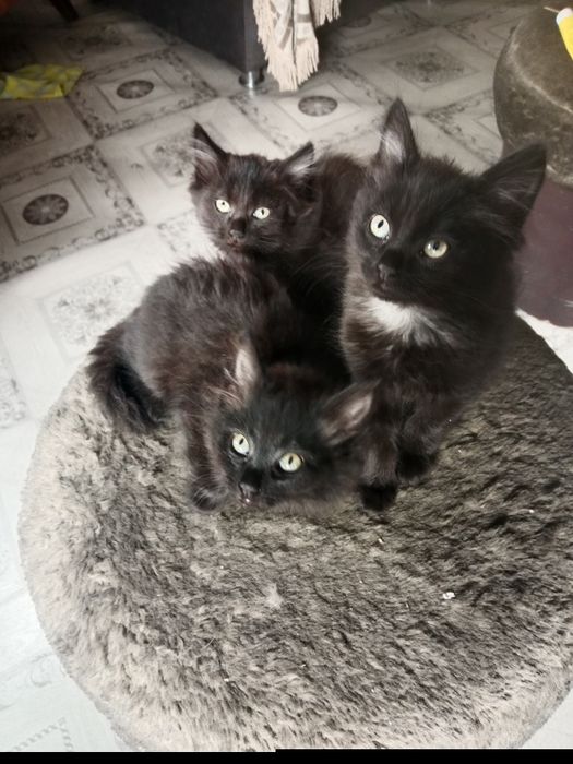Отдам котят в хорошие руки