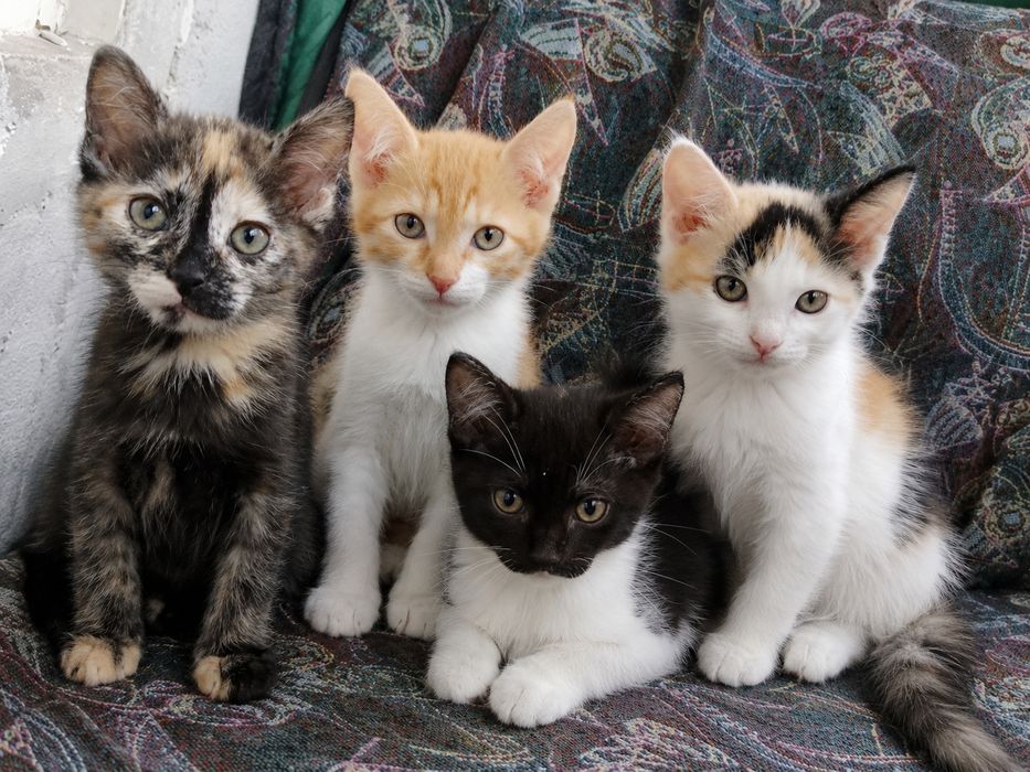 Отдаем котят в хорошие руки