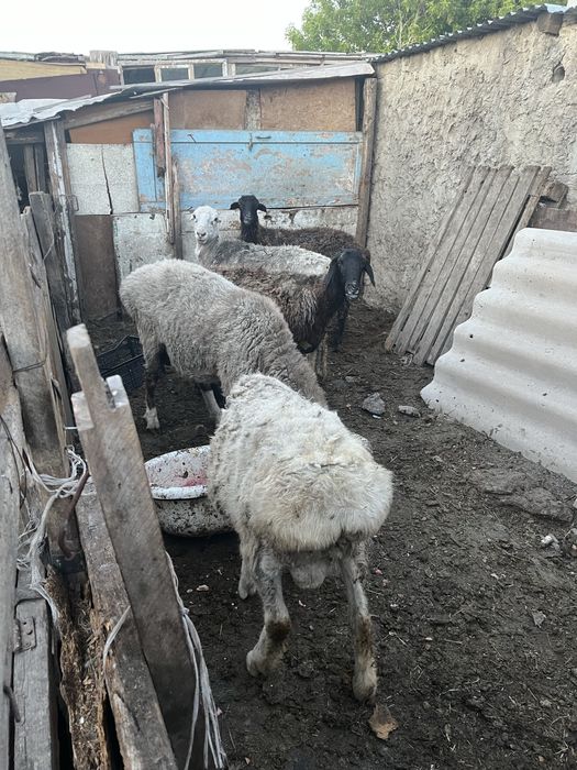 Кошкар сатам семиз
