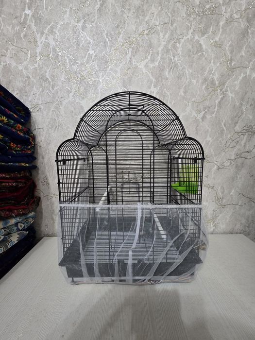 Попугай пара неразлучники