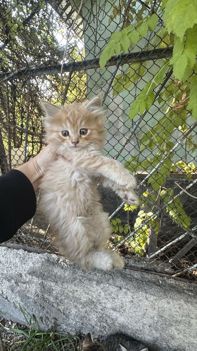 Отдам котят в добрые руки