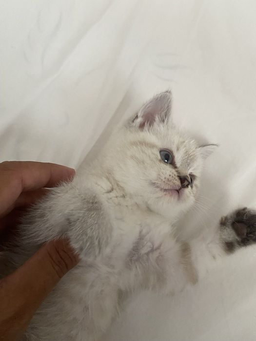 (скоттиш-страйт) с окрасом серебристая шиншилла.
