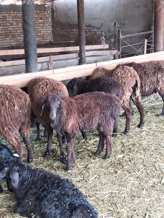 Козылы койлар сатылады