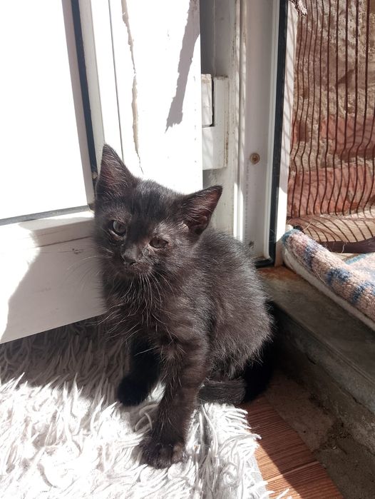 Отдам котят в добрые руки