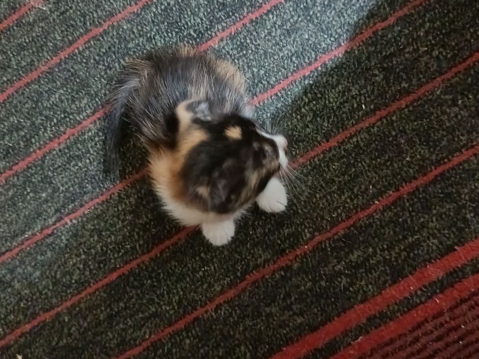 Отдается Котёнок